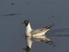 Mouette Rieuse